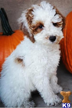 dixiegoldendoodles Picture 2